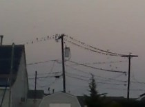 The Birds!