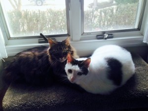 Brother Brindle with Bailey on the right. 